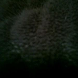 Meet your Posher, Hector